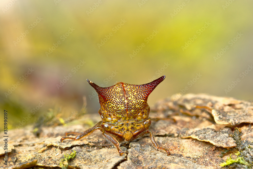 Fototapeta premium Membracidae perched on a log