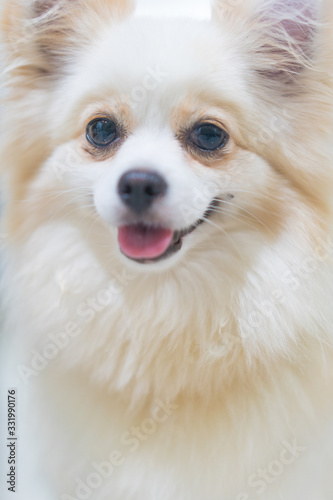 Cute white dog close up