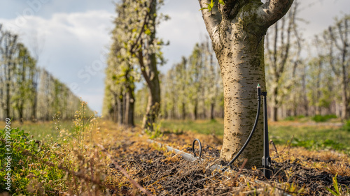 watering rain straight line of trees with nozzle