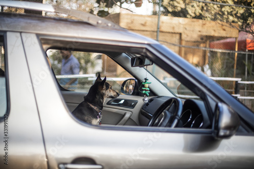 Dog inside Car in Goa India © ROGER LIMA