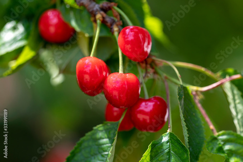 Close up view of the juicy organic cherries growing on the branch. Image