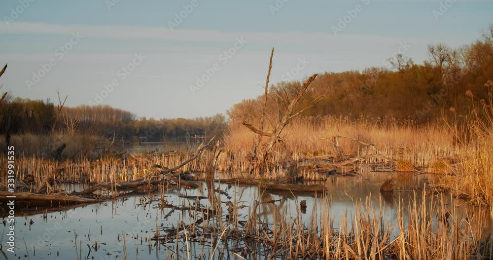 Death trees and drought disaster, dry yellow grass. Climate change, global warming and ecology problem concept. Death trees and drought disaster, dry yellow grass. Climate change, global warming and ecology problem concept.