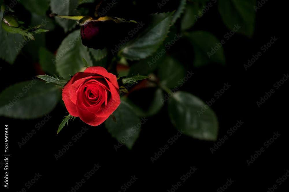 Naklejka premium Red rose flower on a black background