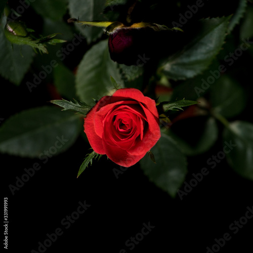 Red rose flower on a black background