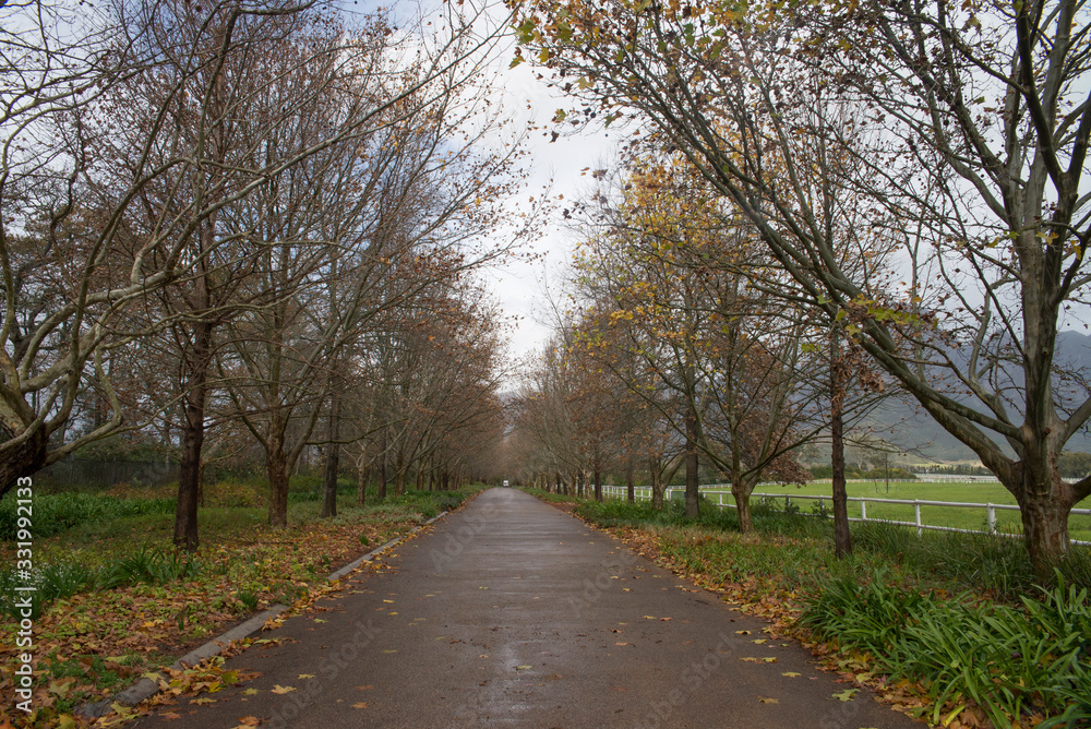 pathway between row of trees in autumn