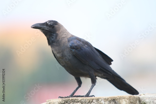 RAVEN CROW BLACK BIRD