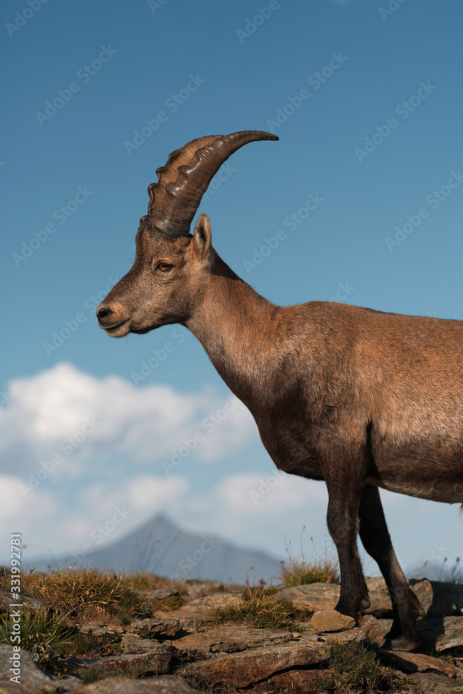mountain goat on the rock with sky background chamois