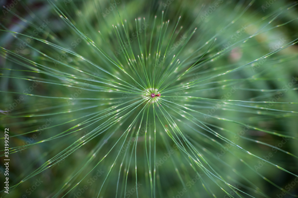 Selective focus on horsetail plant growing beside a running river stream Selective focus on horsetail plant growing beside a running river stream