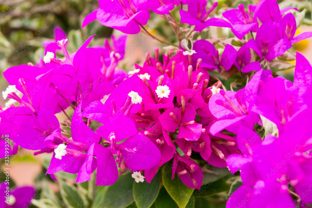 bright pink flowers of a tropical plant