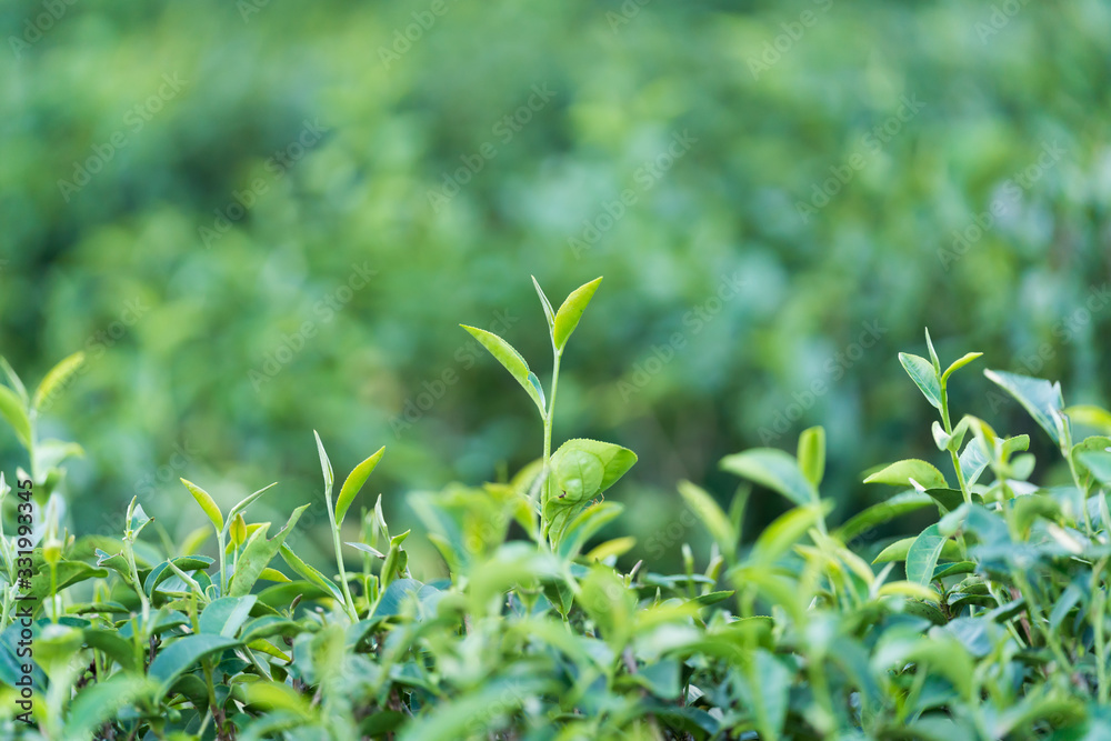 Obraz premium Tea tree and leaflet orchard 