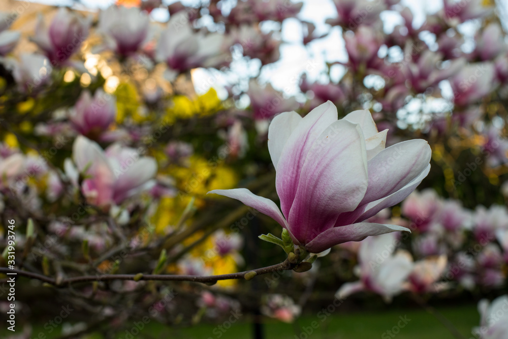 pink spring magnolia flowers ( Magnolia virginiana) on a tree branch pink spring magnolia flowers ( Magnolia virginiana) on a tree branch