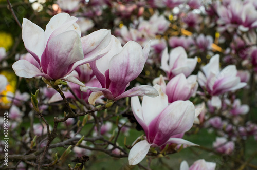 Fototapeta Naklejka Na Ścianę i Meble -  pink spring magnolia flowers ( Magnolia virginiana) on a tree branch