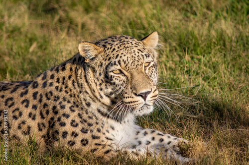 A lazy sleepy leopard laying on the grass looking at the camera on a hot sunny summer day in Attica zoological park
