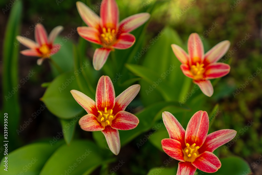 Fototapeta premium Tulip Kaufmanniana in early spring garden. Blossom buds open.