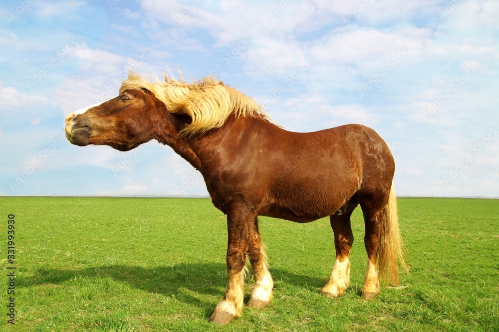 Obraz premium New Forest Horse on a green field with blue sky and white clouds. New Forest Pony - Ponies, Dülmener standing.