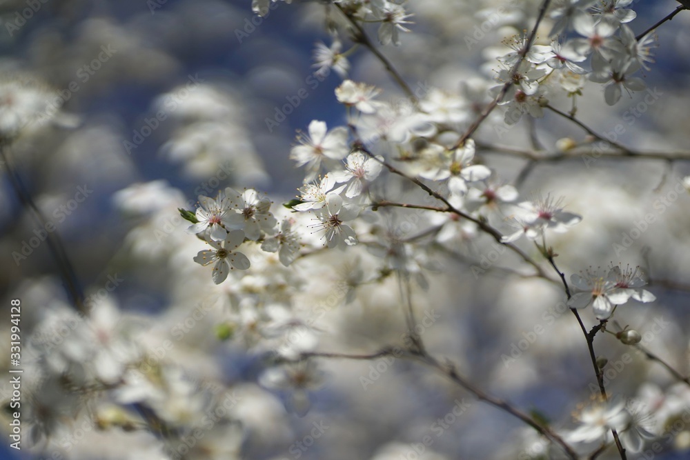 Wide shot of white delicate wild cherry blossom (prunus avium) against blue sky Wide shot of white delicate wild cherry blossom (prunus avium) against blue sky