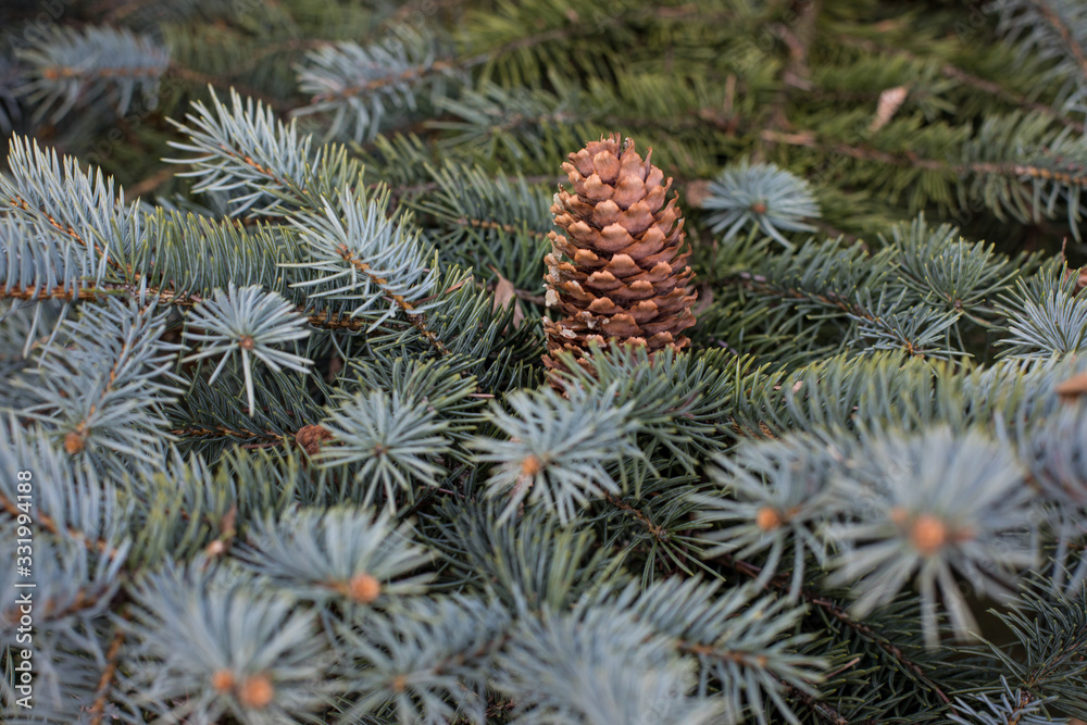 close-up of a branch of coniferous shrub.mountain pine, proper mowing (Pinus mugo Turra) a species of coniferous tree (or shrub) belonging to the pine family (Pinaceae). close-up of a branch of coniferous shrub.mountain pine, proper mowing (Pinus mugo Turra) a species of coniferous tree (or shrub) belonging to the pine family (Pinaceae).