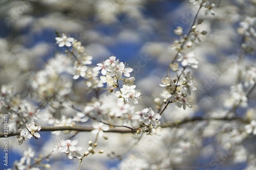 Wide shot of white delicate wild cherry blossom (prunus avium) against blue sky  © Sahara Frost