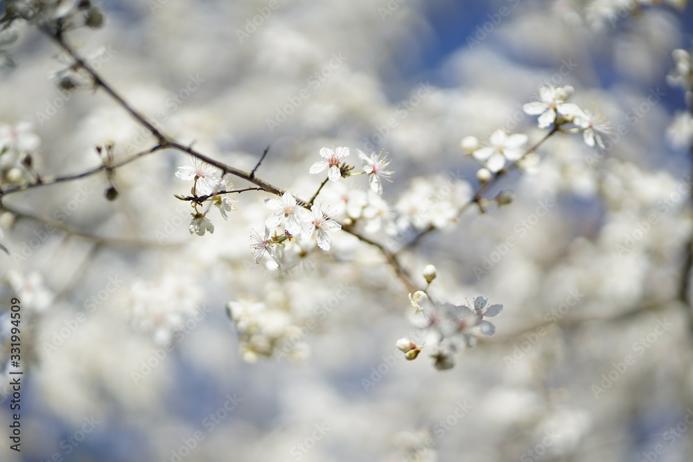 Wide shot of white delicate wild cherry blossom (prunus avium) against blue sky Wide shot of white delicate wild cherry blossom (prunus avium) against blue sky