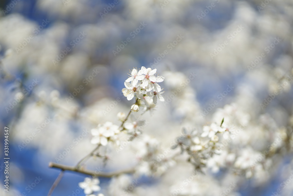 Wide shot of white delicate wild cherry blossom (prunus avium) against blue sky Wide shot of white delicate wild cherry blossom (prunus avium) against blue sky