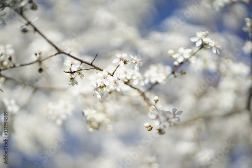 Wide shot of white delicate wild cherry blossom (prunus avium) against blue sky 