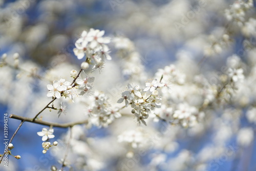 Wide shot of white delicate wild cherry blossom (prunus avium) against blue sky 