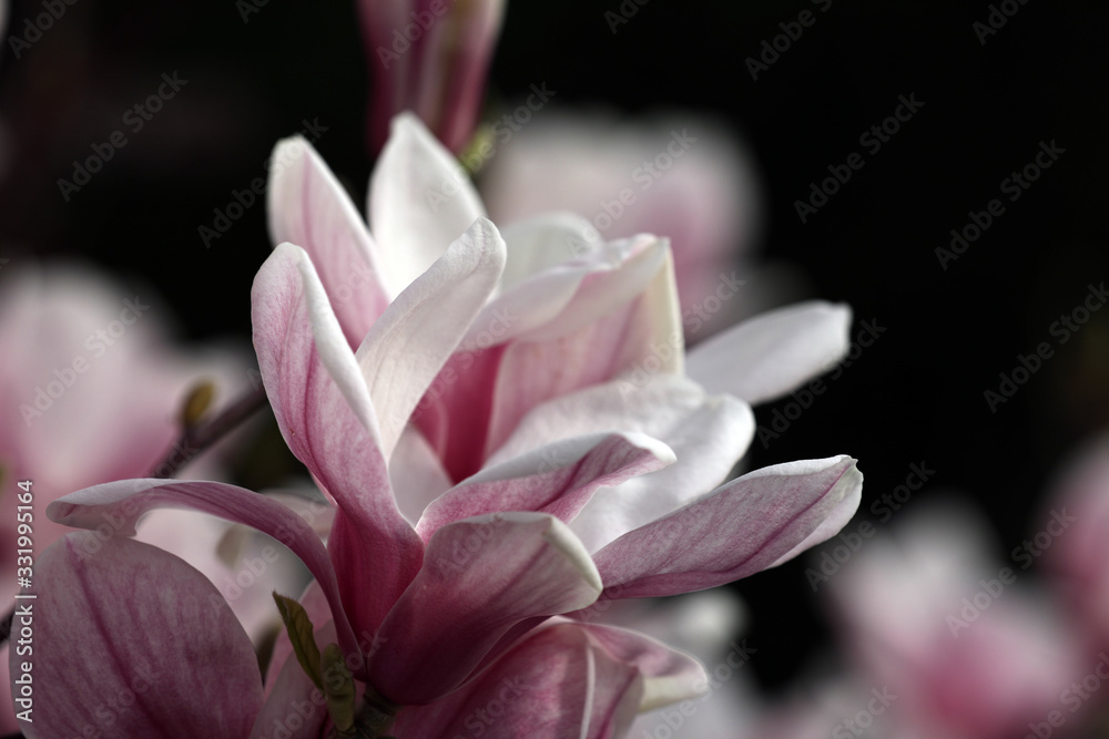 Magnolie Blüte