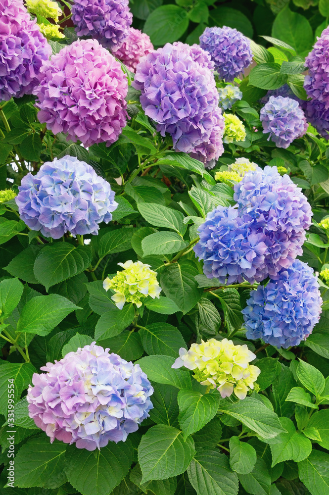Beautiful multi-colored hydrangea flowers (Hydrangea macrophylla) in the garden on a summer day Beautiful multi-colored hydrangea flowers (Hydrangea macrophylla) in the garden on a summer day