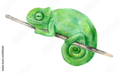 Watercolor illustration tropical exotic chameleon. Perfect as background texture, wrapping paper, textile or wallpaper design. Hand drawn isolated animal