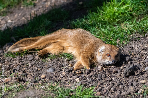  common dwarf mongoose, Helogale parvula, funny animal standing in the grass 