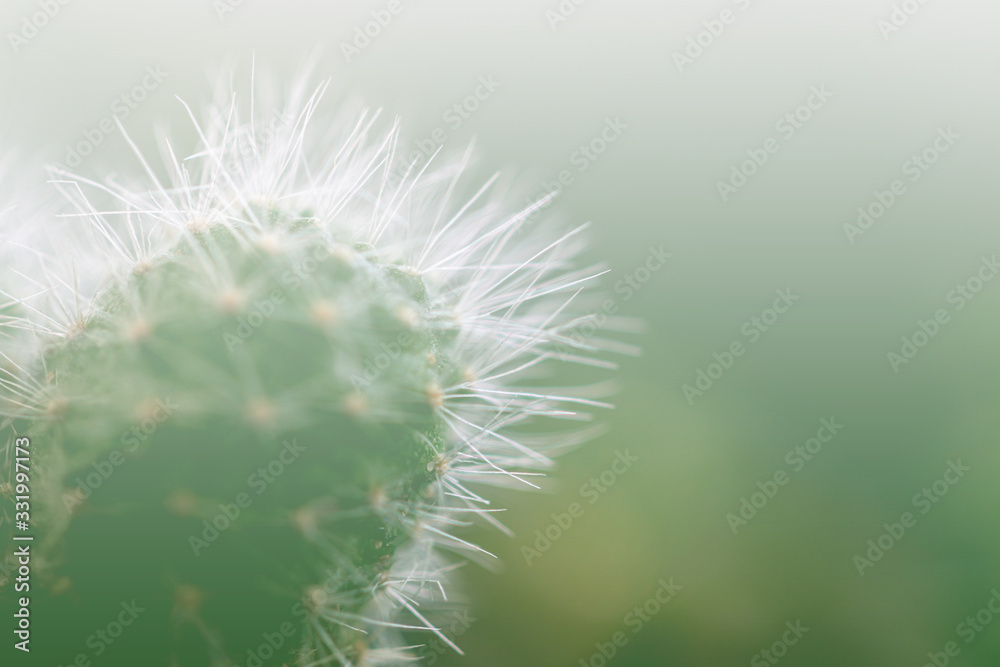 Fototapeta premium Selective focus close up Mammillaria cactus background.