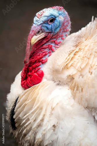Male broadbreasted white turkey
