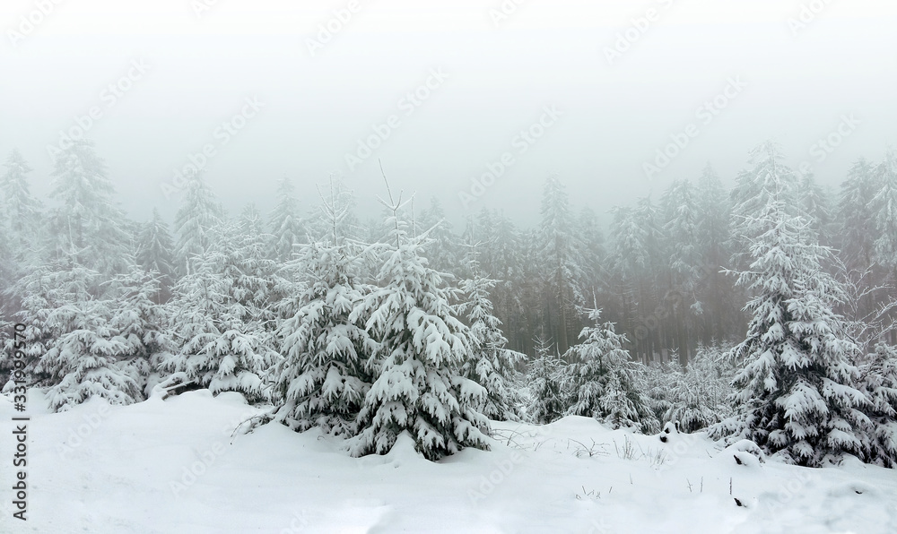 Fototapeta premium Snow covered trees in winter