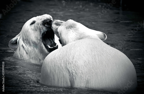 polar  bears photo