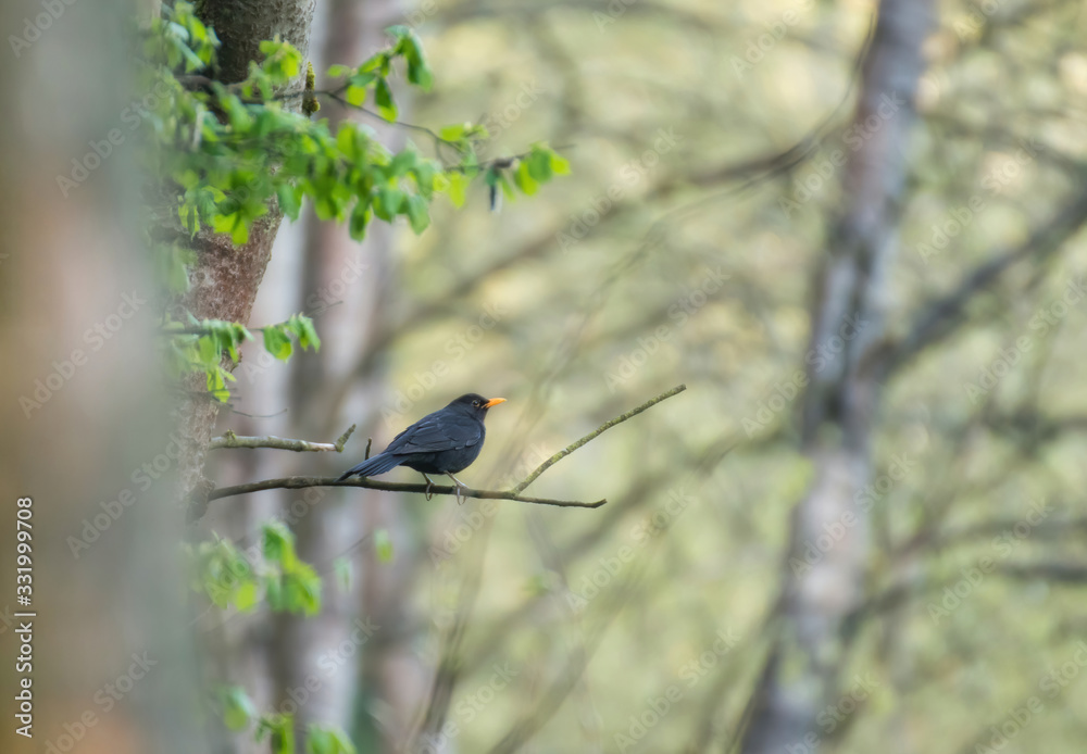 Starling. Birds on tree. Bird on branch Starling. Birds on tree. Bird on branch