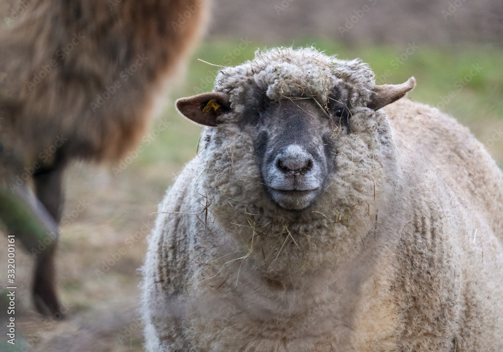 Domestic sheep on the field. Portrait of sheep Domestic sheep on the field. Portrait of sheep
