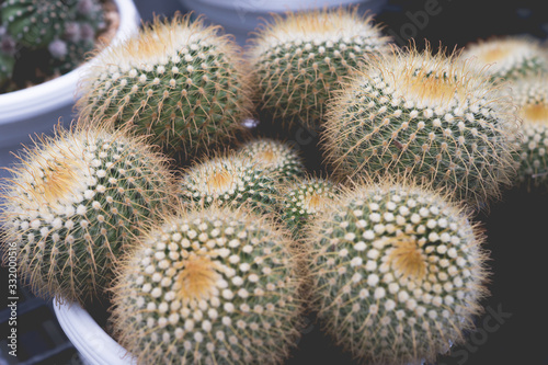 Small cactus in pot close up