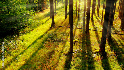 Fototapeta Naklejka Na Ścianę i Meble -  Autumn in the forest. Sunbeams in the forest