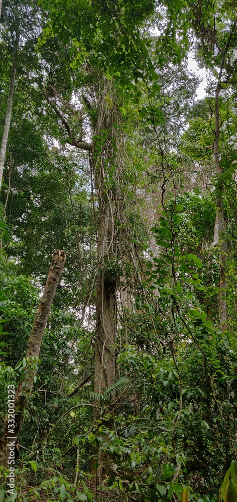 jungle jungle