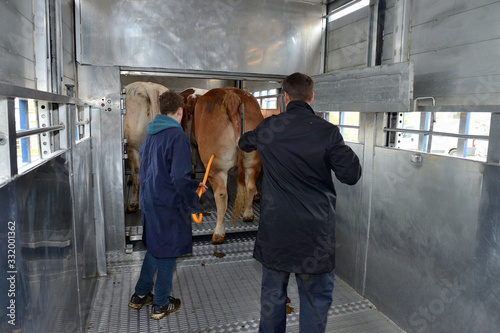 Chargement bovins dans camion transport d'animaux © S. Leitenberger