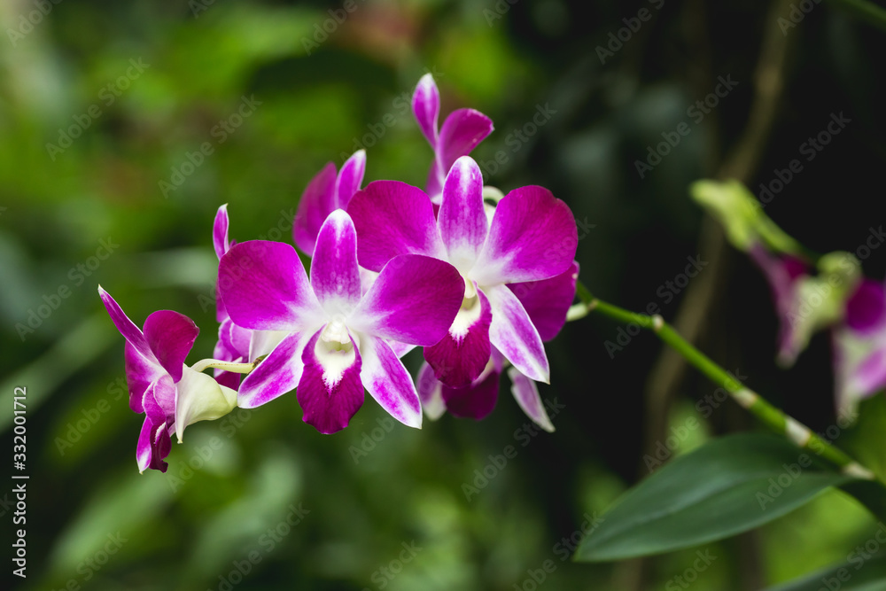 Orchids flower close up
