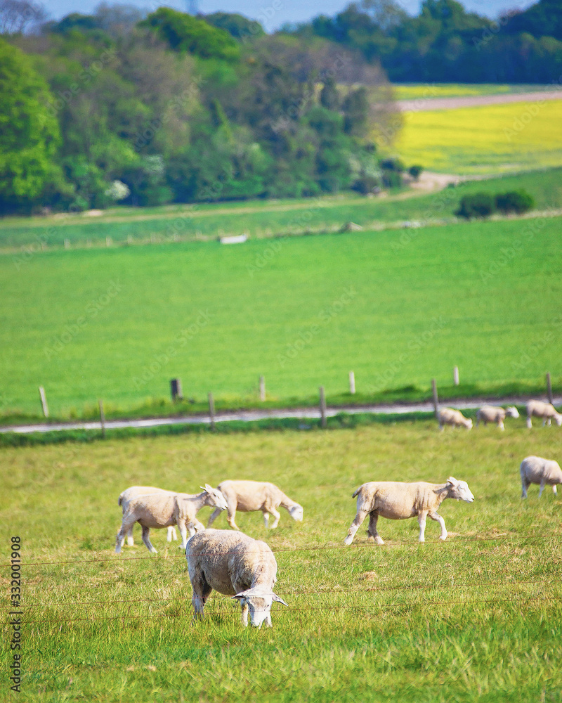 Sheep in valley near Stonehenge in Wiltshire in the UK Sheep in valley near Stonehenge in Wiltshire in the UK