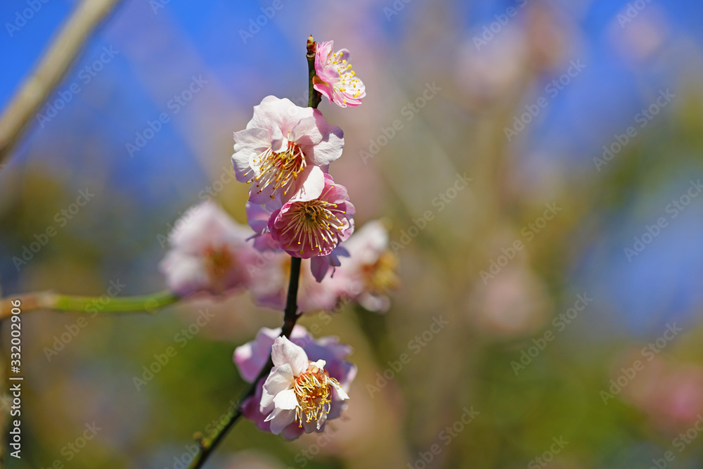 Pink flower blooms of the Japanese ume apricot tree, prunus mume Pink flower blooms of the Japanese ume apricot tree, prunus mume