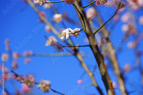 Pink flower blooms of the Japanese ume apricot tree, prunus mume