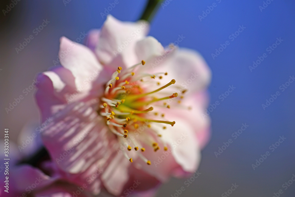Fototapeta premium Pink flower blooms of the Japanese ume apricot tree, prunus mume