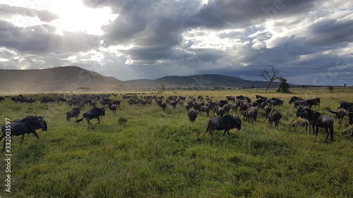 Foto Serengeti - Migration