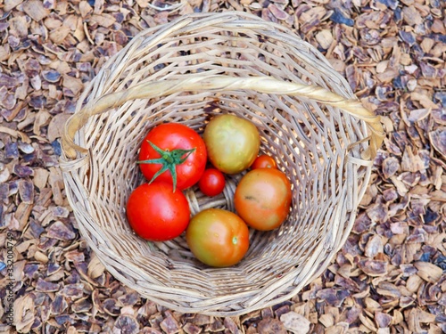 delicious farm fresh organic ripe tomatoes in basket
