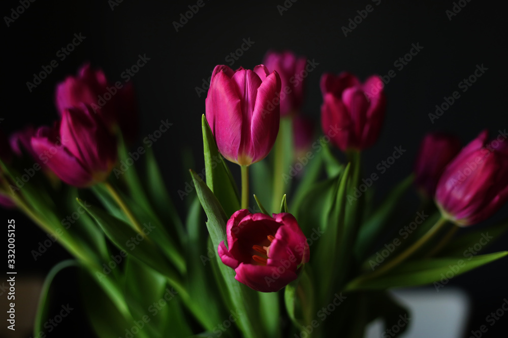 beautiful Purple Tulip flowers on Black Background. Greeting card. selective focus