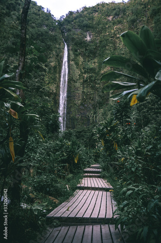 rainforest