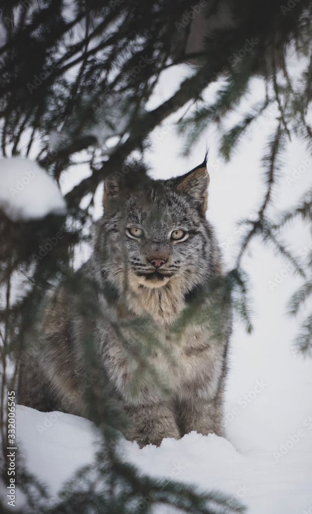 cat in snow